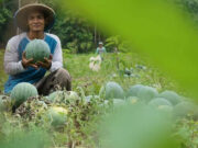 Bupati Edi Damansyah Optimis Petani Milenial Kukar Mampu Ciptakan Ketahanan Pangan
