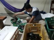 Kepiting Bakau Kaltim Masih Dominasi Pasar Asia Tenggara