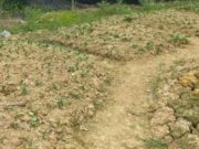 300 Hektar Lahan Tani di Samarinda Terancam Gagal Panen Lahan pertanian yang dilanda kemarau (pusaranmedia)