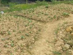 300 Hektar Lahan Tani di Samarinda Terancam Gagal Panen Lahan pertanian yang dilanda kemarau (pusaranmedia)
