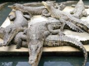 Dewan Sayangkan Usulan Pembuatan Penangkaran Buaya Terbentur Regulasi