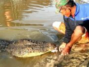 Ancam Keselamatan Warga, Agus Haris Setuju Relokasi Buaya Guntung