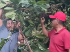 Komoditas Kopi Berkontribusi Penuh dalam Pembangunan Daerah, Kata Muhammad Samsun saat Reses di Desa Pragat Baru Kaltim DPRD Kaltim Muhammad Samsun, menyempatkan diri berkunjung ke Kampung Kopi Luwak. (Dok. Kaltimkoranseruya)