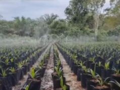 UPTD Disbun Kaltim, Lakukan Sertifikasi 35.000 Batang Benih, Ahmad Muzakkir: Sertifikasi Proses Jaminan Bagi Masyarakat Pekebun Dok. UPTD Disbun Kaltim