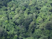 Dinas Kehutanan Kaltim Bentuk Kelompok Kerja Percepatan Perhutanan Sosial Hutan di Kalimantan (dok: pemprovkaltim)