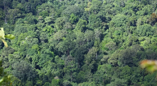 Hutan di Kalimantan (dok: pemprovkaltim)