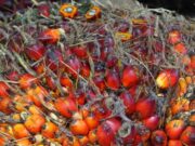 Harga Kelapa Sawit di Kalimantan Timur Anjlok Kelapa sawit (dok: koranseruya)