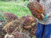 Harga TBS Kelapa Sawit di Kalimantan Timur Anjlok Kelapa Sawit (Dok: canva)
