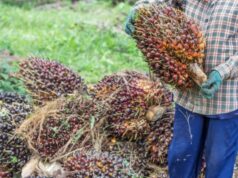 Harga TBS Kelapa Sawit di Kalimantan Timur Anjlok Kelapa Sawit (Dok: canva)