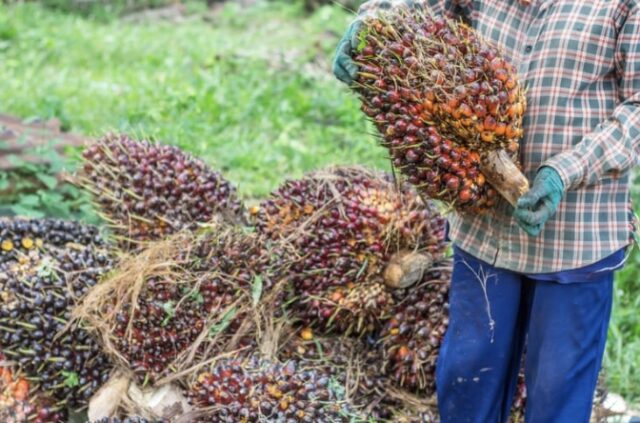 Kelapa Sawit (Dok: canva)