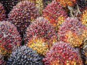Harga Tandan Buah Segar Sawit Alami Kenaikan Kelapa sawit (ist)