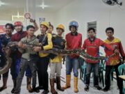 Ular Berukuran 6 Meter Dievakuasi di Slamet Riadi Kota Samarinda Dinas Pemadam Kebakaran dan Penyelamatan (Damkarmat) Kota Samarinda menangkap ular berukuran jumbo, Sabtu 24 Mei tengah malam.