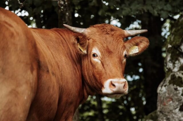 Sapi (dok: ist)