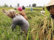 Samsun Dorong Penguatan Infrastruktur untuk Majukan Pertanian Kukar Ilustrasi sektor pertanian kukar. (Foto : Ist)