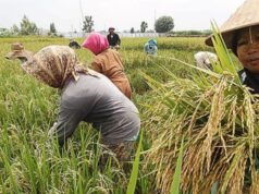 Samsun Dorong Penguatan Infrastruktur untuk Majukan Pertanian Kukar Ilustrasi sektor pertanian kukar. (Foto : Ist)