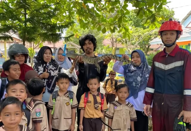 Anak buaya sepanjang sekitar 80 cm berhasil diamankan relawan pemuda siaga bencana KNPI Kutai Timur di depan TK Negeri Pembina, Sangatta Utara.(Dok: ist)